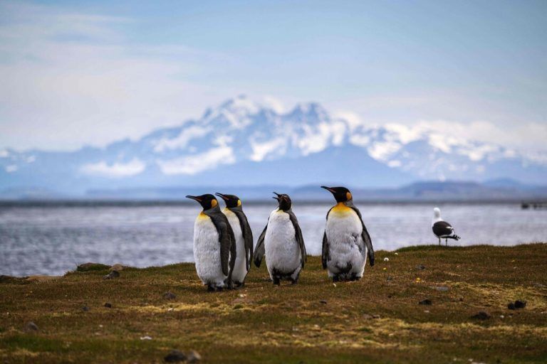 Unberührte Natur: Der Kerguelen-Archipel ist eine subantarktische Inselgruppe und gilt als abgelegenste Region der Welt. AFP