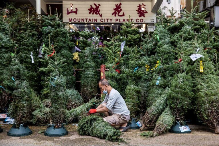 Weihnachtsbäume sind auch in HongKong sehr gefragt. Die Vorbereitungen an diesem Verkaufsstand laufen jedenfalls auf Hochtouren. AFP