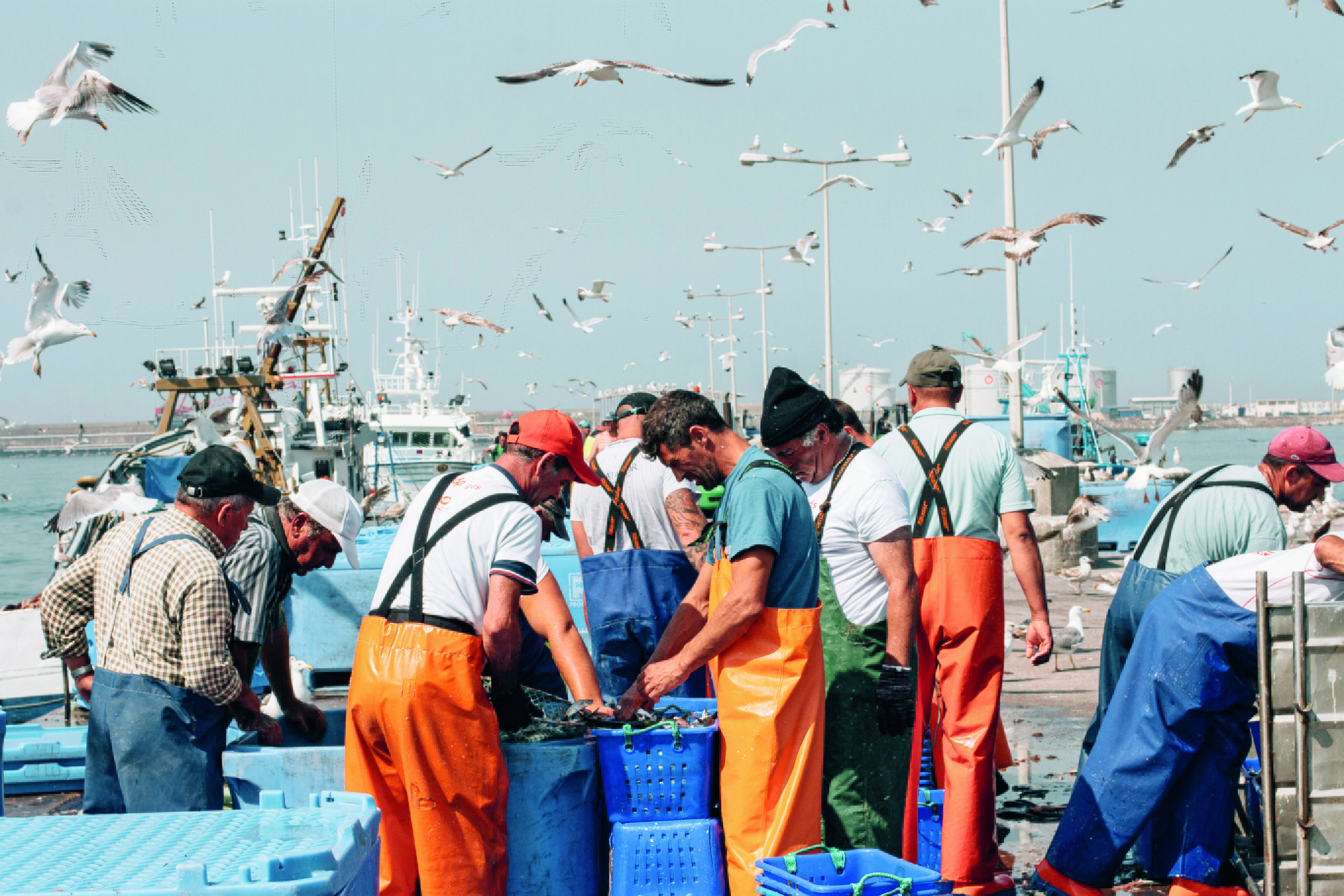 Die Nuri Sardinen werden im Atlantik vor der portugiesischen Stadt Porto gefangen.