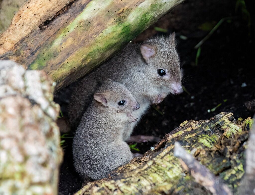 Nachwuchs bei den Rattenkängurus