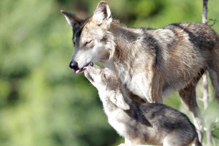 Der mexikanische Grauwolf ist seit Längerem vom Aussterben bedroht. Nun gab es Nachwuchs in Saltillo in Mexiko. Reuters