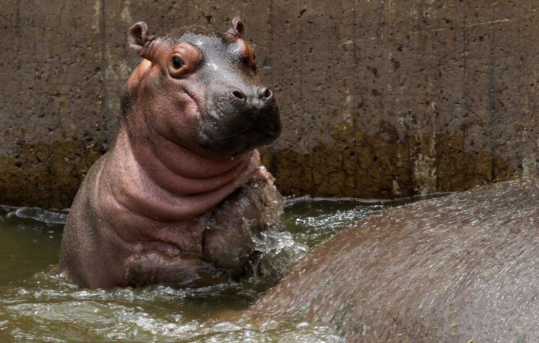 Der quirlige Mini-Hippo ist schon eifrig in seinem Zoo-Zuhause unterwegs. afp