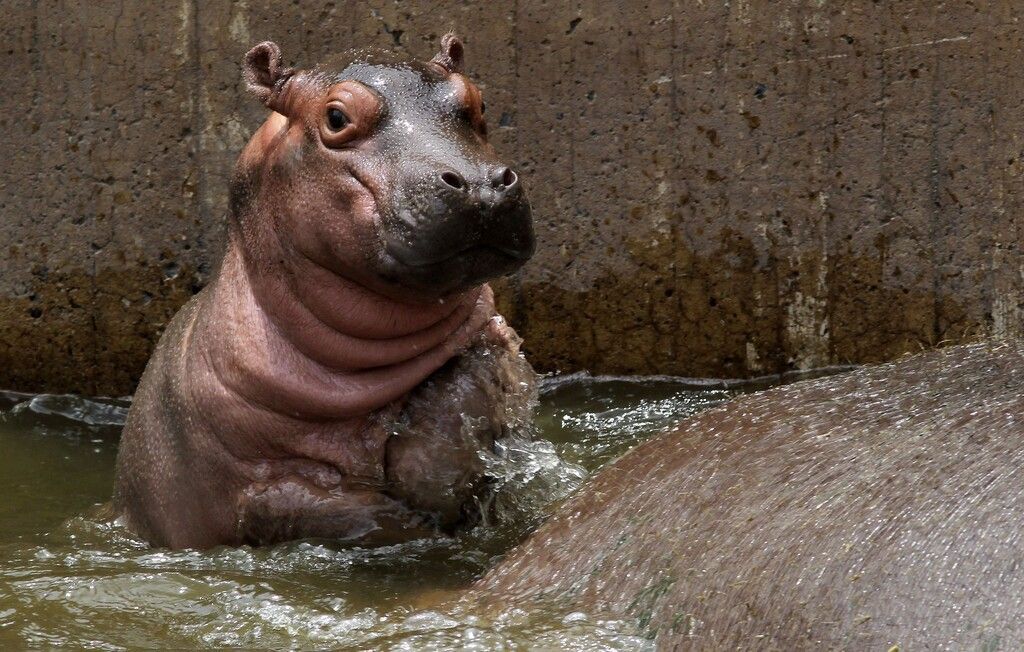 Kleiner Hippo erkundet die Zoo-Welt