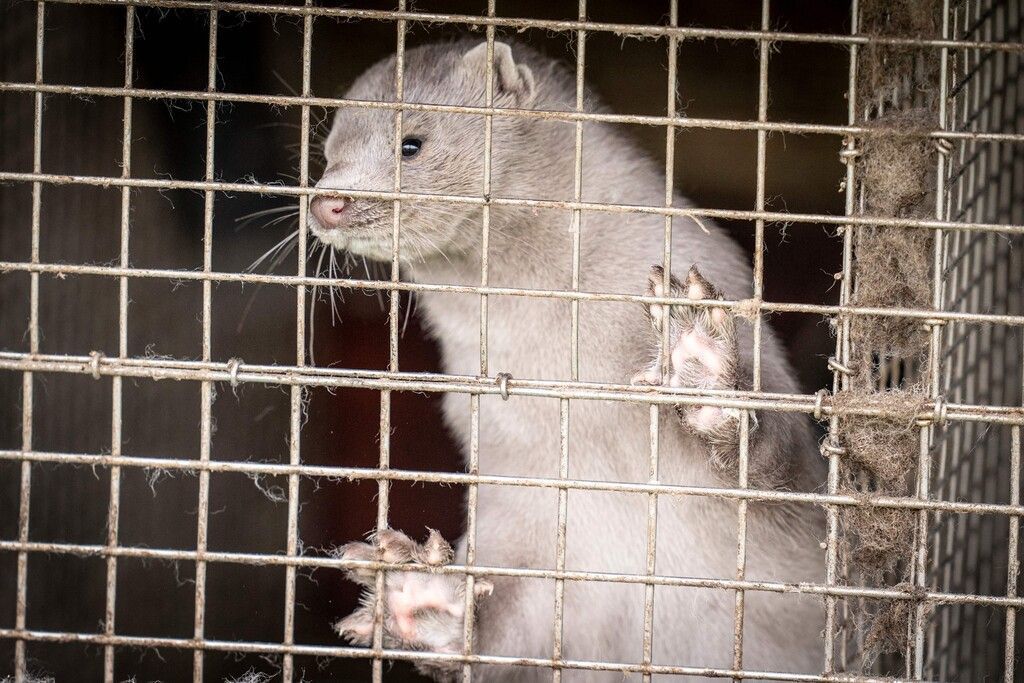 Zahlreiche tote Nerze durch ­Vogelgrippe – Experten beunruhigt