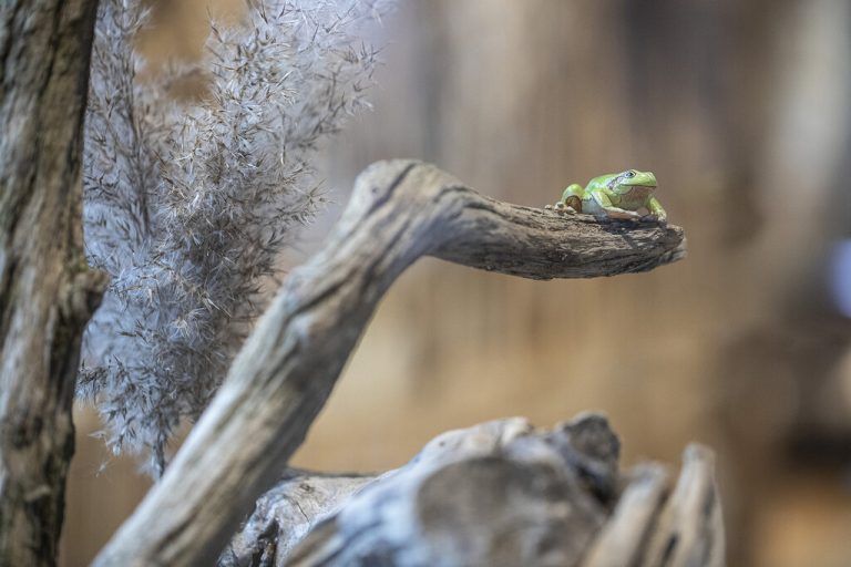 Die neue Sonderausstellung beleuchtet aus verschiedenen Perspektiven das Zusammenspiel von Mensch, Flora und Fauna am und im See.Petra Rainer
