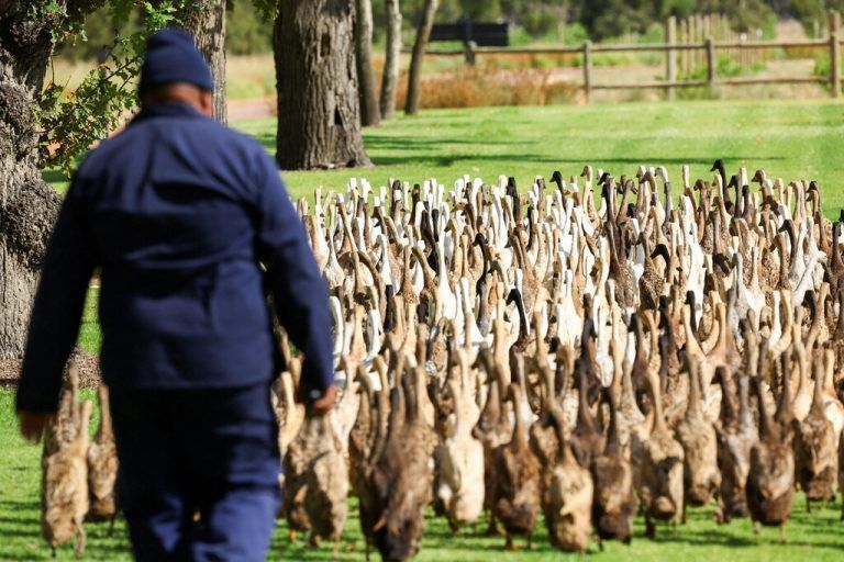 Ein Pfleger führt indische Laufenten auf ein Weingut im südafrikanischen Stellenbosch, wo sie bei der Schädlingsbekämpfung mithelfen. Reuters