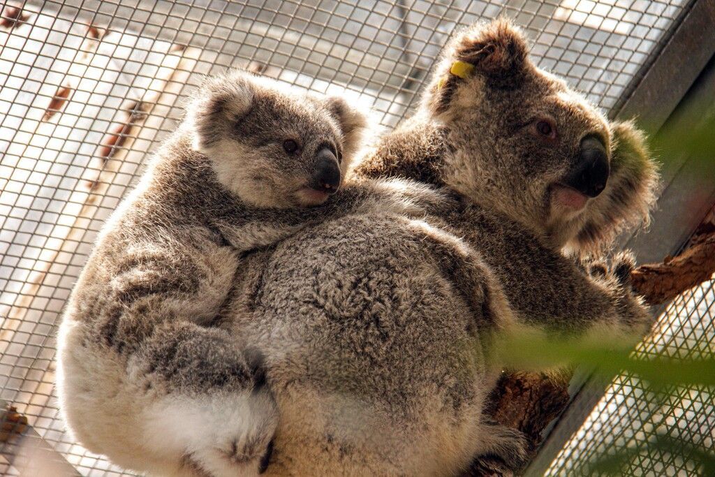 Huckepack bei Mama