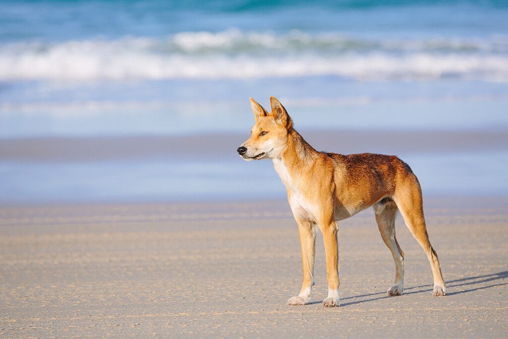 Vielleicht die letzten reinen Dingos