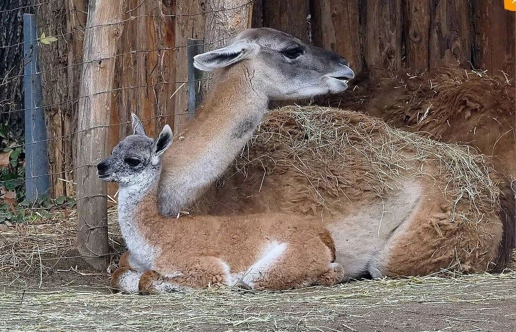 Flauschiger Nachwuchs