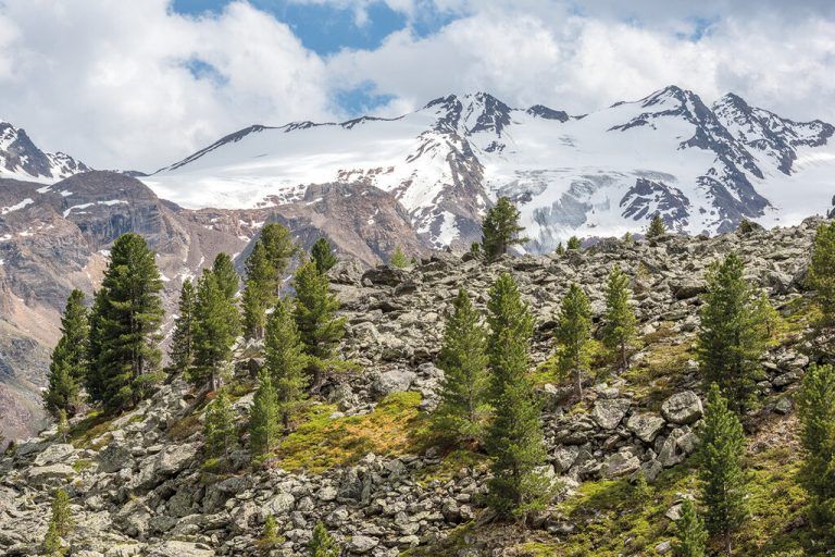 Im Nationalpark wachsen hauptsächlich Kiefern, Lärchen, Zirbelkiefer.Shutterstock (5)