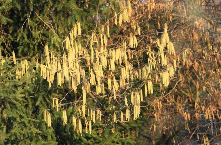 Allergiker dürfen aufatmen: Der Winter ließ sich nicht austreiben – im Gegenteil, kühle Witterung bremst vorerst den Pollenflug von Hasel (Bild) & Co. ein.