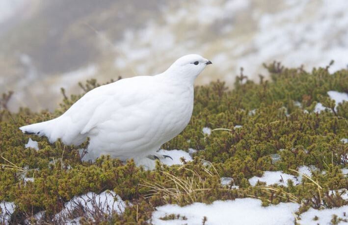 Tierwelt in den Alpen in Gefahr