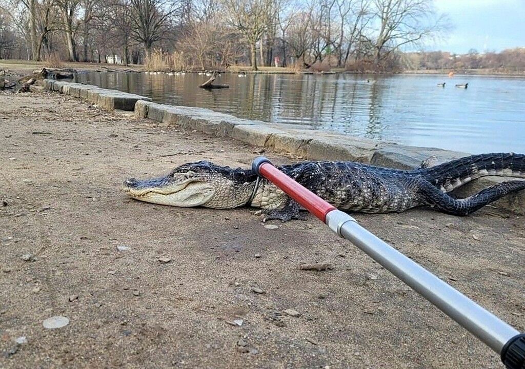 Alligator in New Yorker Park eingefangen
