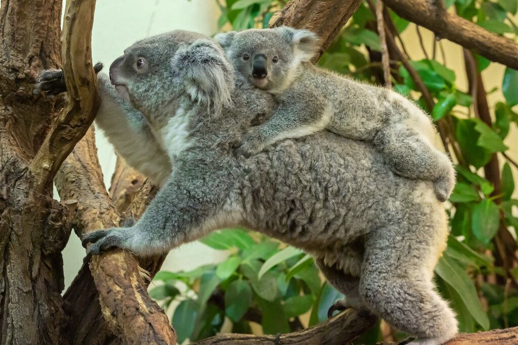Koala-Nachwuchs gedeiht prächtig