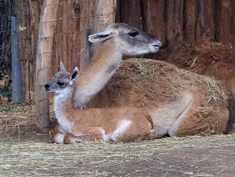 Die kleine Valentina ist täglich mit Mama Lolita unterwegs.Zoo Leipzig