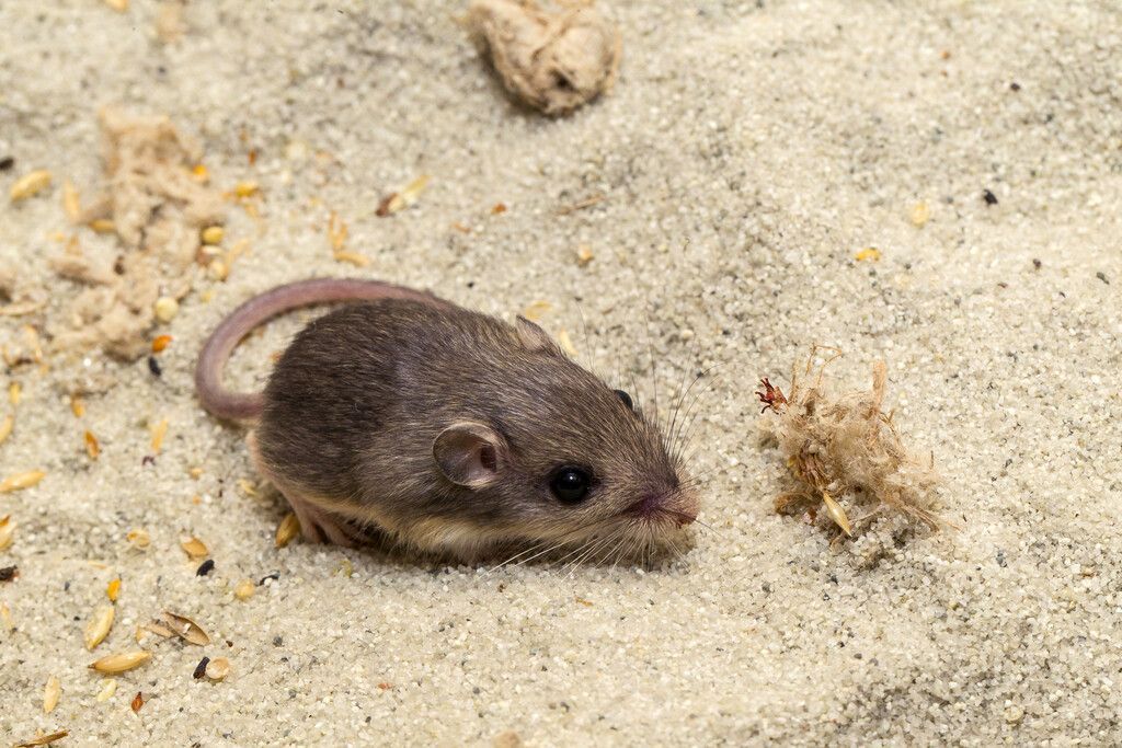 &#8220;Pat&#8221; ist die älteste Maus der Welt