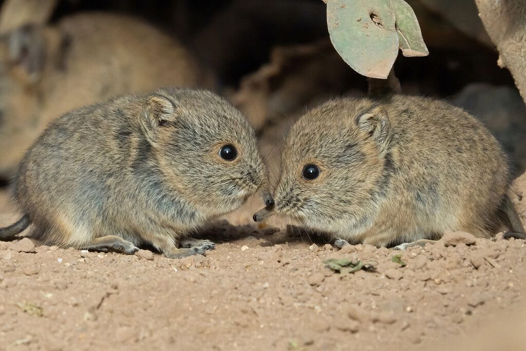 Kleine Zwillinge als große Stars im Zoo
