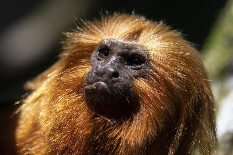 Dieses goldenes Löwenäffchen sitzt in einem Baum in der Regenwaldregion von Silva Jardim, Bundesstaat Rio de Janeiro, Brasilien. AP