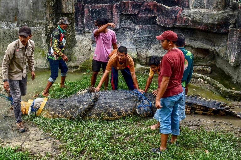 Ein fünf Meter langes Salzwassserkrokodil wird in den Kasang Kulim Zoo in Kampar in Malaysia gebracht, nachdem es von Bewohnern des Dorfes Mandiangin in West Pasaman gefangen wurde. AFP