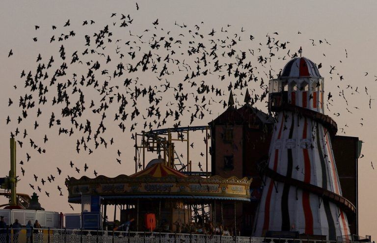 Ein Schwarm von Staren ist in der Nähe des Brighton Palace Pier in Brighton, Großbritannien, zu sehen. Reuters