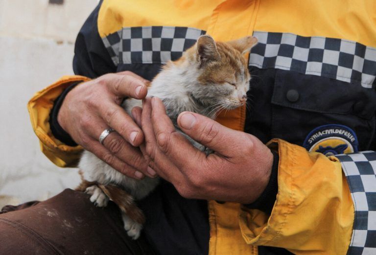 Ein Weißhelm hat in Syrien eine Katze gerettet. Reuters