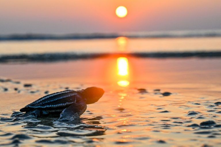 Eine kleine Lederschildkröte marschiert während des Sonnenuntergangs am Strand von Lhoknga in Indonesien in Richtung Meer. AFP