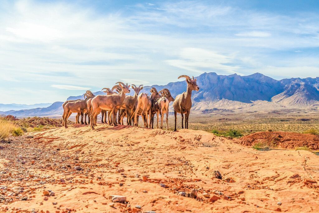 Wildtiersafari durch Nevada