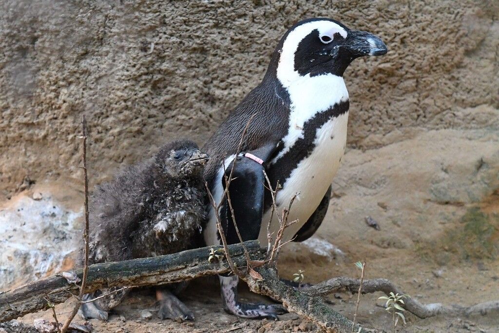 Pinguin-Nachwuchs