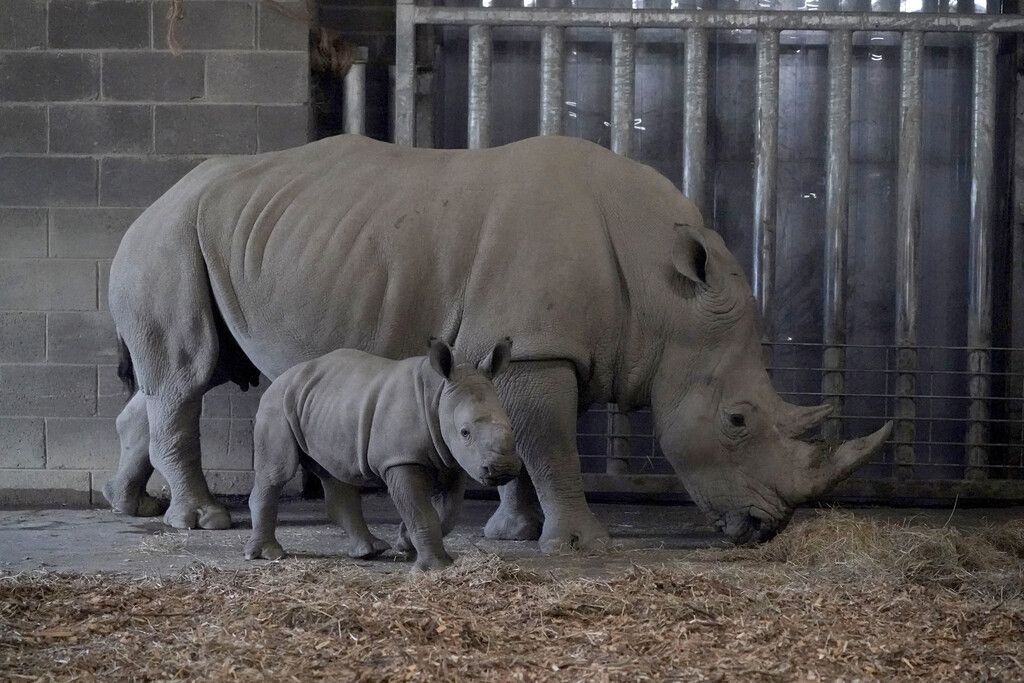 Neuer Star im Zoo
