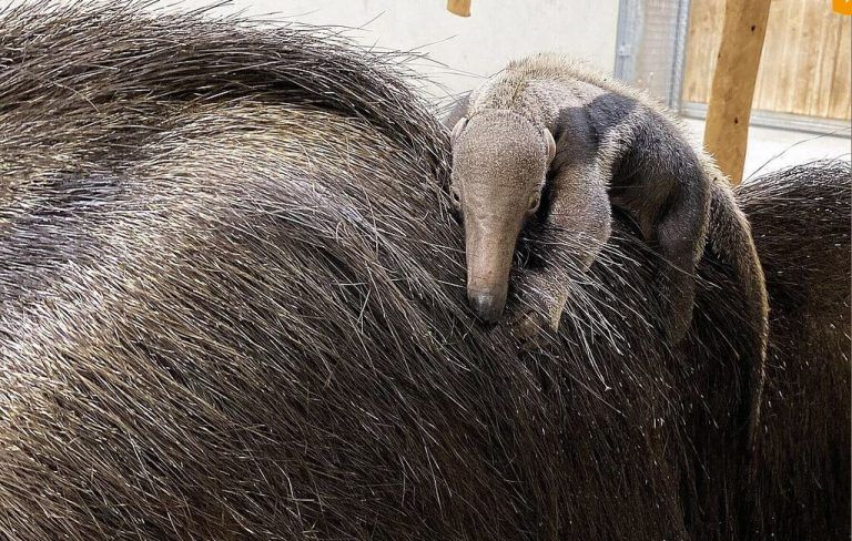 Kleiner Ameisenbär