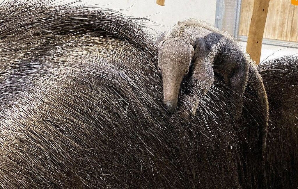 Kleiner Ameisenbär