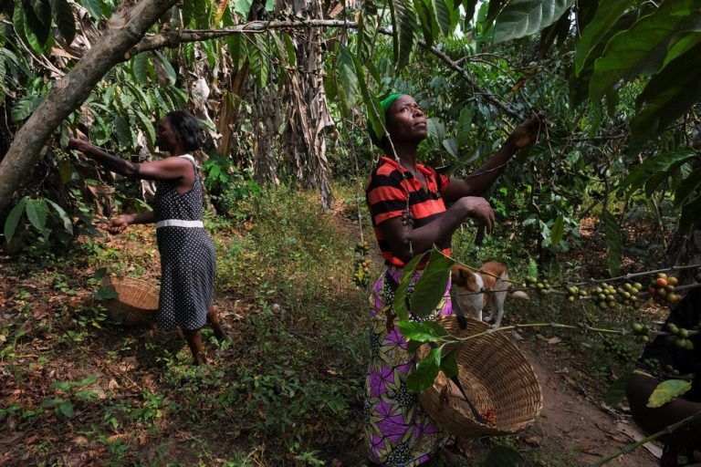 Kaffeebäuerinnen ernten Kaffeebohnen auf einer Farm in der Dzogbedo-Gemeinde in der Volta-Region in Ghana. Reuters
