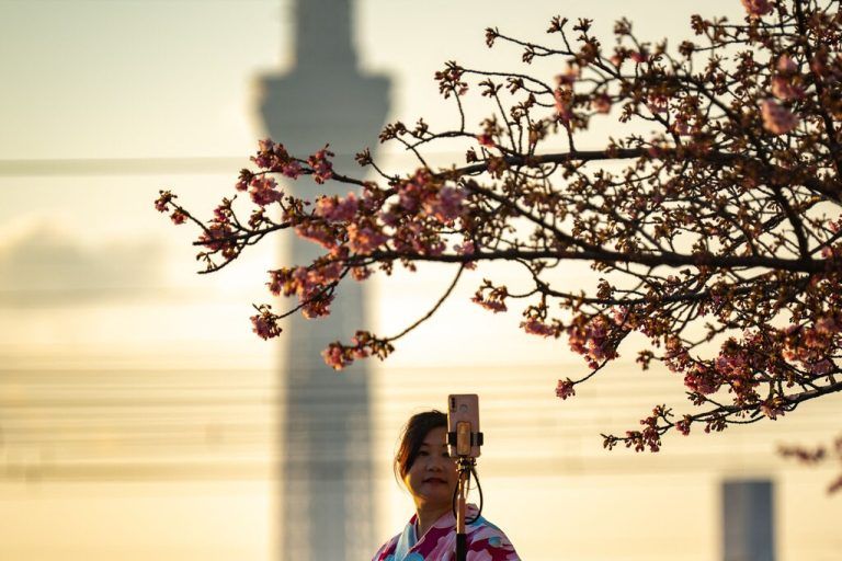 Mit dem Smartphone fotografiert diese Frau einen Kirschblütenbaum in einem Park im Stadtteil Edogawa in Tokio, Japan. AFP