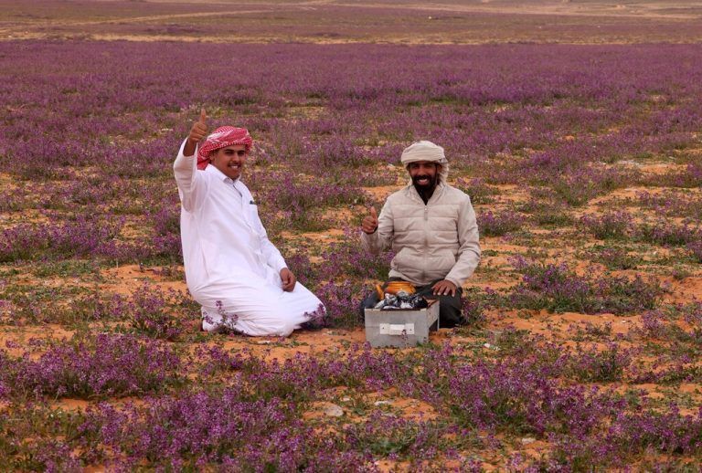 Zwei Männer genießen ihren Tee auf einem Feld violetter Blumen im Norden Saudi-Arabiens. Die Wüstenblüte fiel heuer sehr prachtvoll aus. AFP