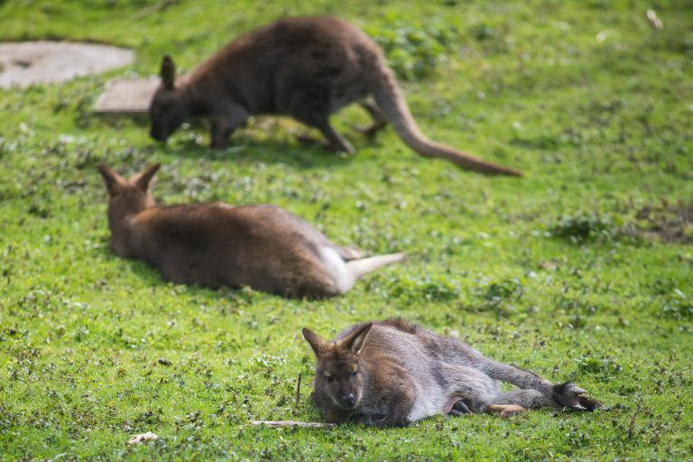 tierbaby doppelmayr zootierbaby doppelmayr zoo