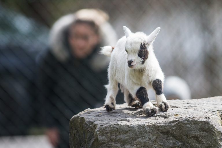 Frühling im Doppelmayr-Zoo: Bei mehreren Tierarten gibt es Nachwuchs. »a6