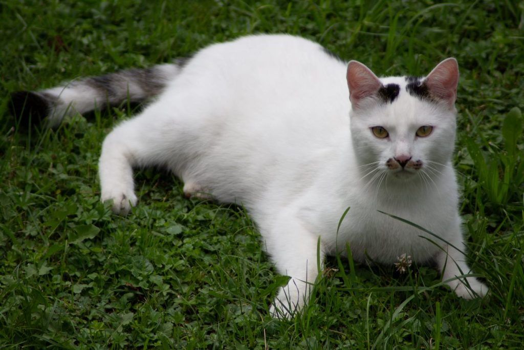 Kater verschwunden