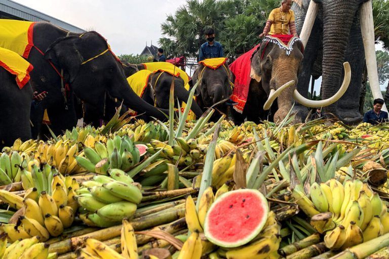 Bei den Feiern zum Nationalen Elefantentag genießen die Dickhäuter in Pattaya, Thailand, ein reichhaltiges Buffet an Obst und Gemüse. Reuters