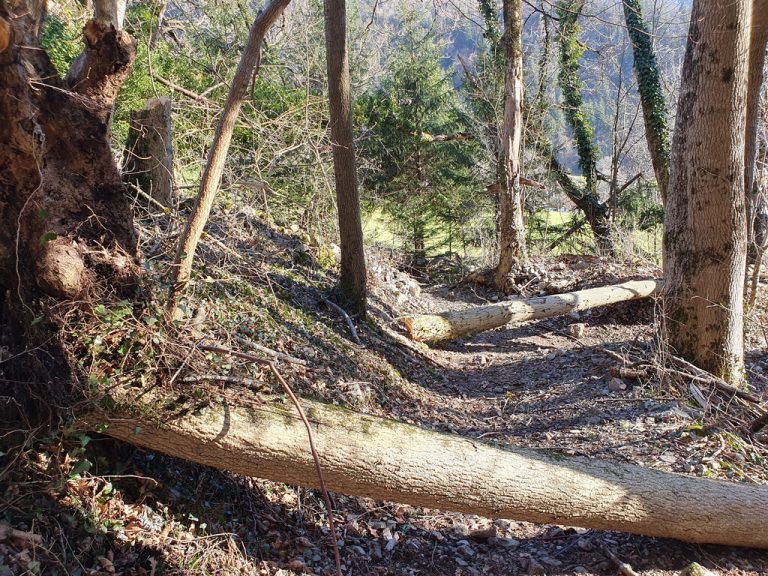 Der Wanderweg, der über den Montikel führt, ist wieder frei begehbar.Stadt BZ