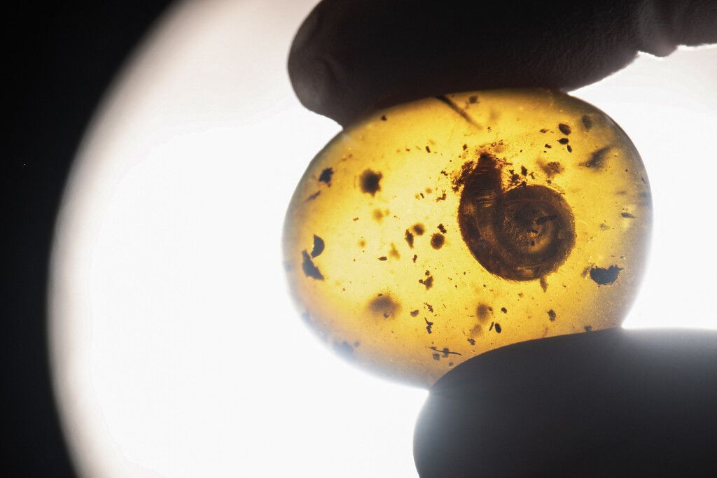 99 Millionen Jahre alte fossile Schnecke