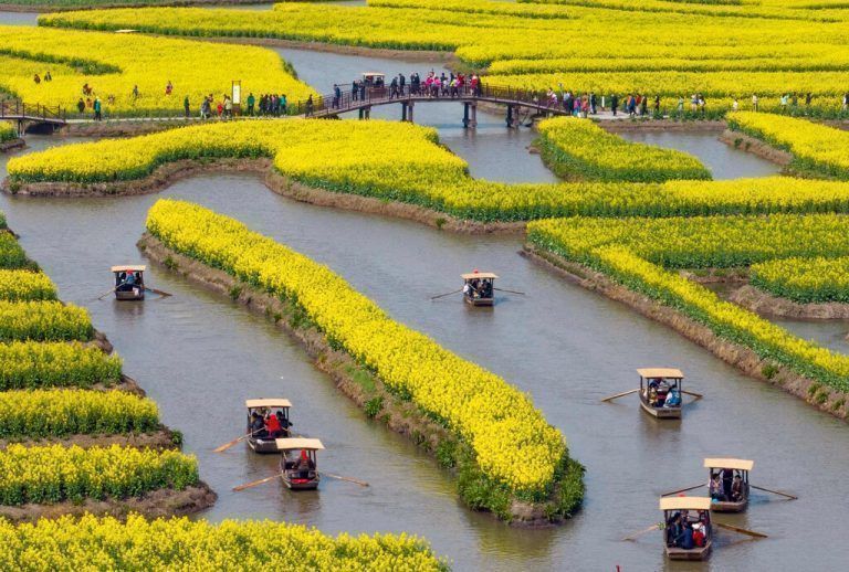 Die Rapsblüte im Landschaftsgebiet in Taizhou in der östlichen chinesischen Provinz Jiangsu ist jedes Jahr ein kleines Spektakel. AFP