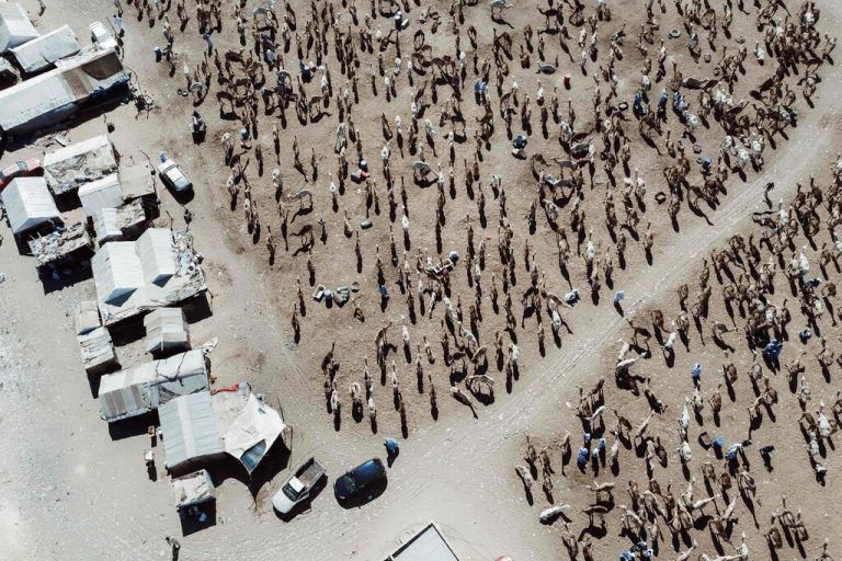 Diese Luftaufnahme zeigt Dromedare auf einem Viehmarkt in Tinouesh, am Stadtrand von Nouakchott, Mauretanien. AFP