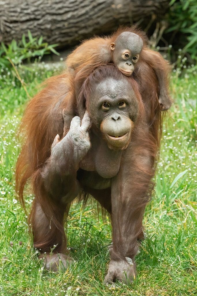 An Mama geklammert