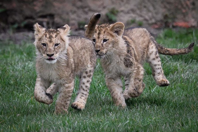 Quirliger Nachwuchs