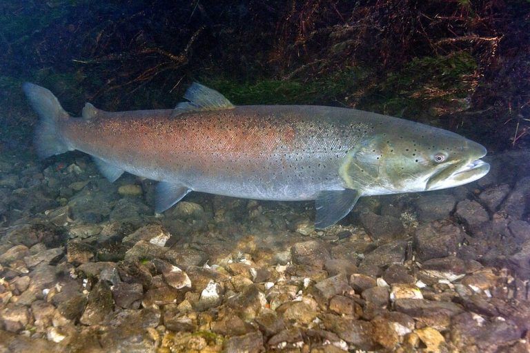 Früher lebte der Huchen in mehr als 250 Flüssen und auf über 7400 Kilometern Flusslänge in Österreich und Bayern.