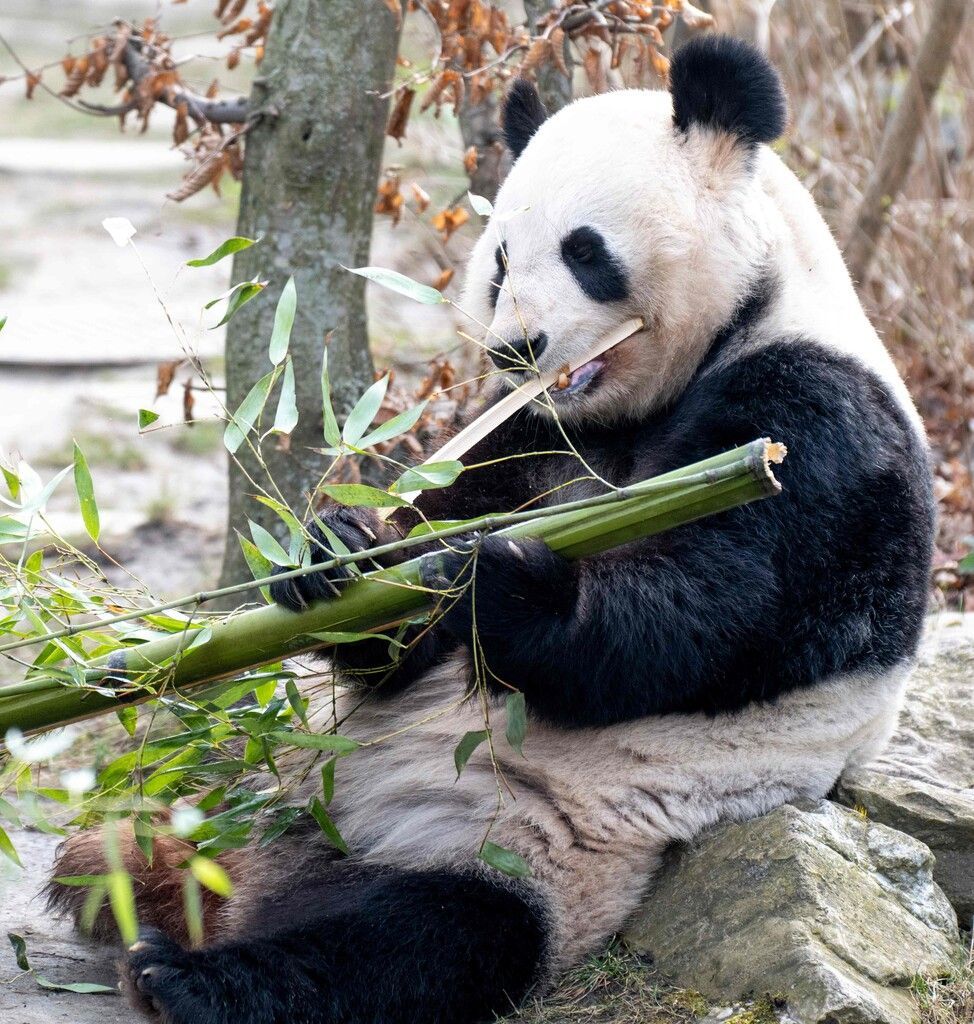 Seit 20 Jahren leben Pandas in Schönbrunn
