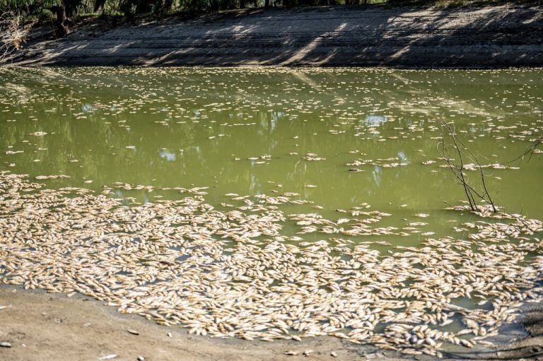 Millionen von Fischen sind im Darling River im australischen Outback verendet. Grund sind zu hohe Temperaturen. AP