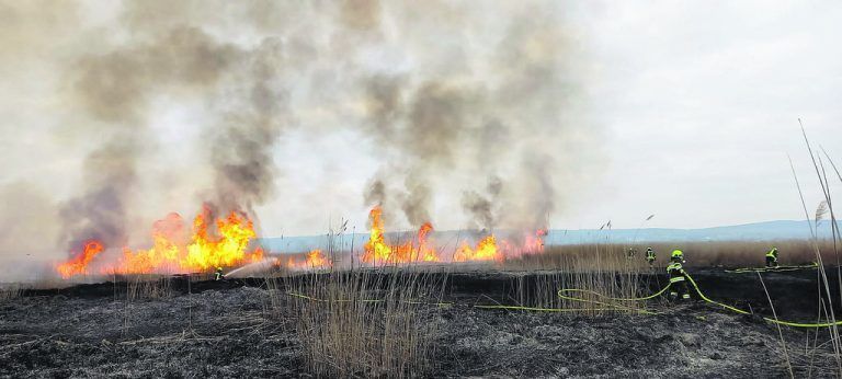 Riesige Schilffläche wurde am Neusiedler See ein Raub der Flammen. APA/BFKDO ND
