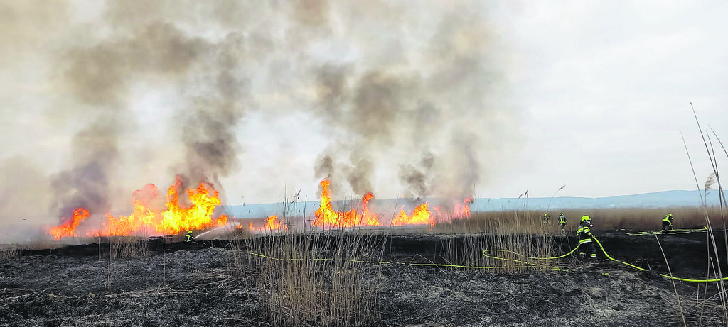 Flammeninferno  am Neusiedler See