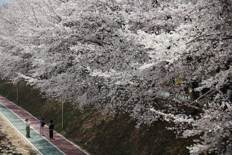 Unter Kirschblüten genießen Spaziergänger in Seoul, Südkorea, einen sonnigen Frühlingstag. Reuters